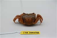 藏品(側足厚蟹)的圖片